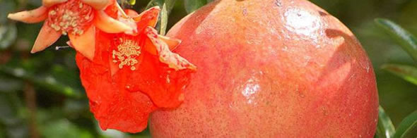 Pflanzen überwintern der Überwinterungsservice Ratgeber: Granatapfel überwintern.